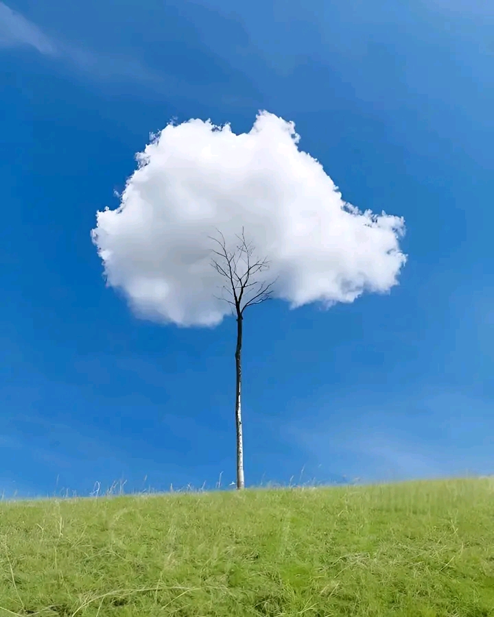 CLOUD TREE